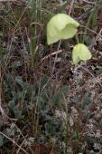 Iceland poppy=Papaver nudicaule: plant