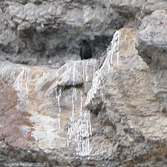 IMG 2008-Jun30 at RavenCliff:  Raven (Corvus corax) nest on rocky cliff