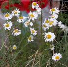 Scentless chamomile: or OxEyeDaisy clump