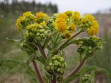 Marsh ragwort=Senecio congestus: flowers+buds