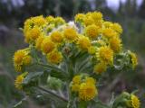 Marsh ragwort=Senecio congestus: flowers