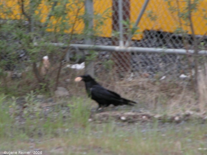 IMG 2008-Jul02 at Inuvik:  Raven (Corvus corax) with bun