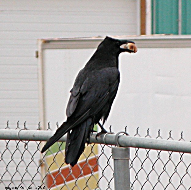 IMG 2008-Jul02 at Inuvik:  Raven (Corvus corax) with bun