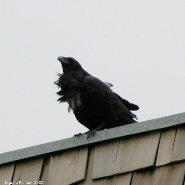 IMG 2008-Jul02 at Inuvik:  Raven (Corvus corax) without bun