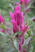 Raups paintbrush=Castilleja raupii: or MountainPaintbrush=Castilleja~parviflora