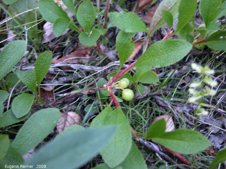 IMG 2008-Jul04 at Inuvik:  Alpine bearberry (Arctostaphylos alpina) with berries