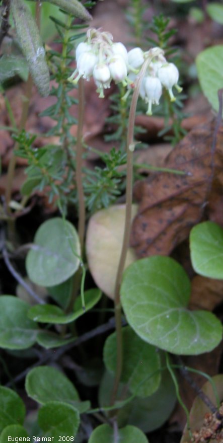 IMG 2008-Jul04 at Inuvik:  One-sided wintergreen (Orthilia secunda) plant