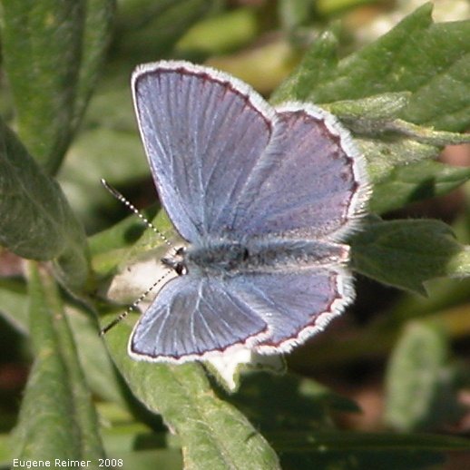 IMG 2008-Jul04 at Inuvik:  Blue butterfly (Polyommatinae sp)