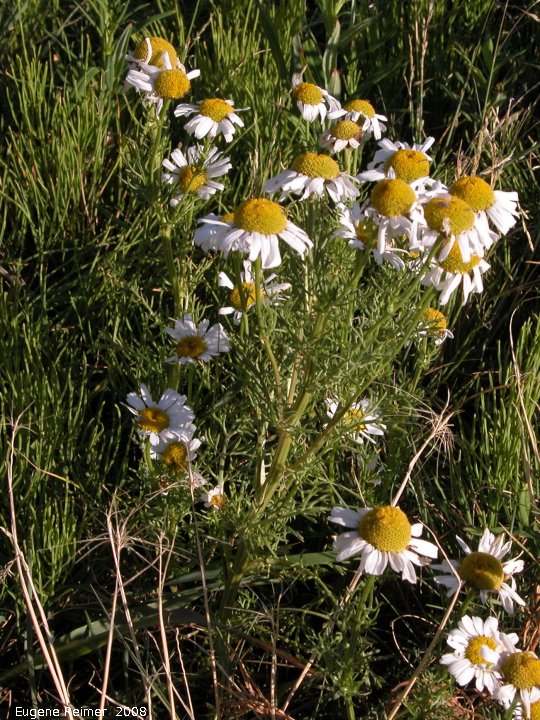 IMG 2008-Jul04 at Inuvik:  Scentless chamomile (Tripleurospermum perforatum)