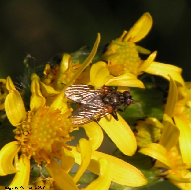 IMG 2008-Jul04 at Inuvik:  Fly (Diptera sp) on Blacktip ragwort (Senecio lugens)