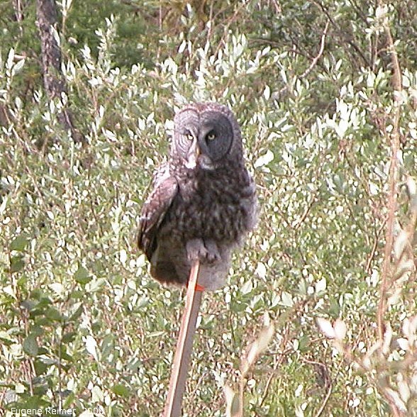IMG 2008-Jul05 at near FrogCreek:  Great grey owl (Strix nebulosa)