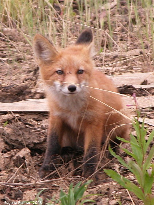 IMG 2008-Jul05 at near FortMacpherson-NT:  Red fox (Vulpes vulpes) kit closer