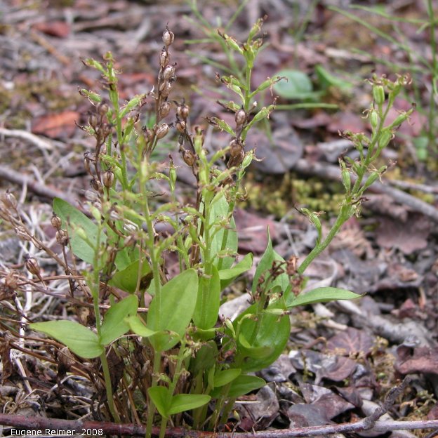 IMG 2008-Jul05 at PeelRiver-ferry:  Northern twayblade (Listera borealis) clump with fresh and old pods