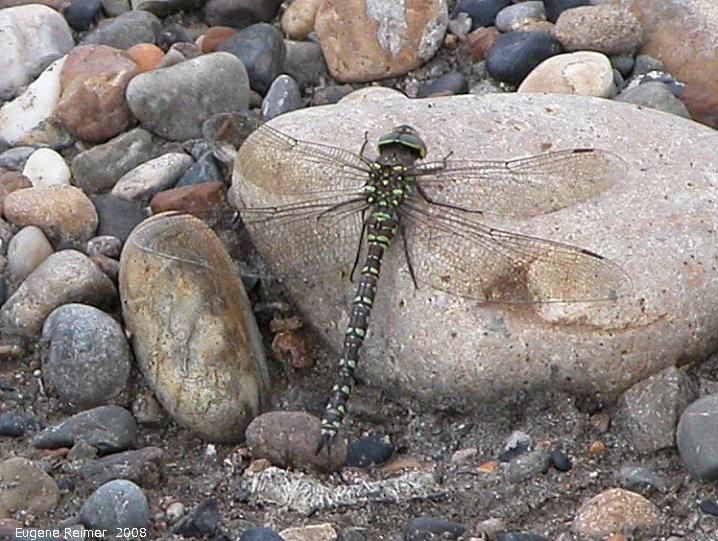 IMG 2008-Jul05 at PeelRiver-ferry:  Variable darner dragonfly (Aeshna interrupta) on stone