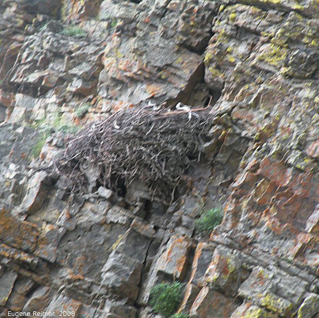 IMG 2008-Jul05 at the RichardsonMountains 120km N of EaglePlains-YT (Doris's camera):  Bird (Aves sp) nest on rocky slope