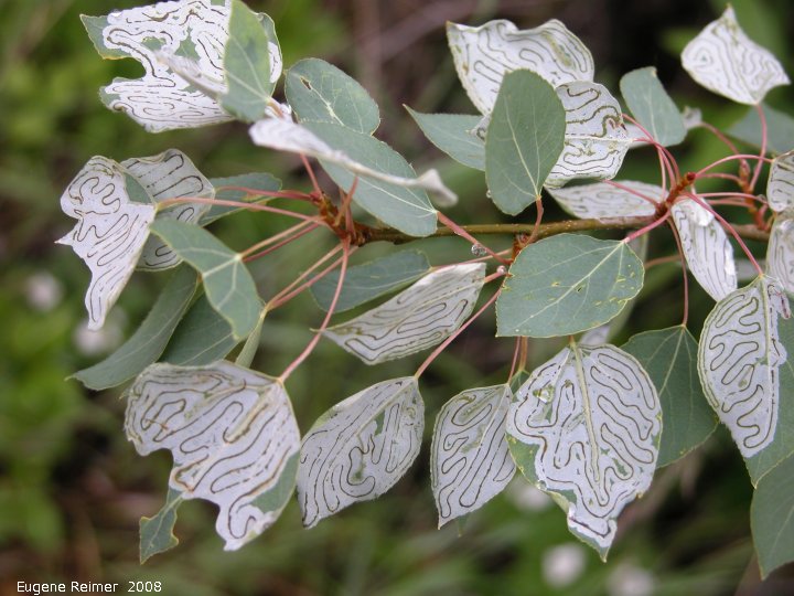 IMG 2008-Jul06 at km622 of KlondikeHwy:  Trembling aspen (Populus tremuloides) leaves affected by leaf-miner