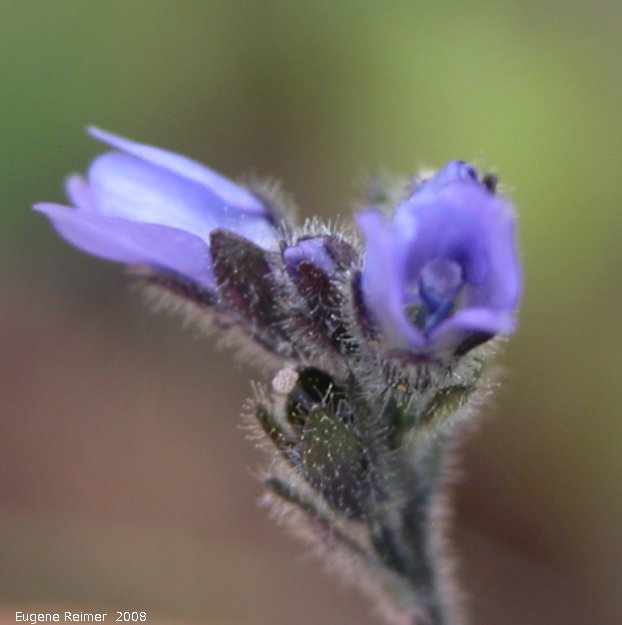 IMG 2008-Jul06 at km622 of KlondikeHwy:  unidentified small-blue-job flowers