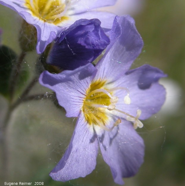 IMG 2008-Jul07 at HainesJunction-YT:  Showy jacobs-ladder (Polemonium pulcherrimum) flower