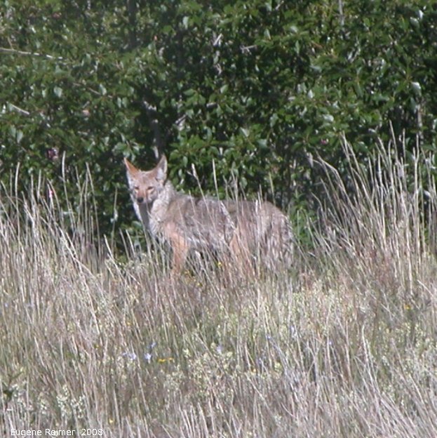IMG 2008-Jul07 at the AlaskaHwy NW of HainesJunction-YT:  Coyote (Canis latrans)