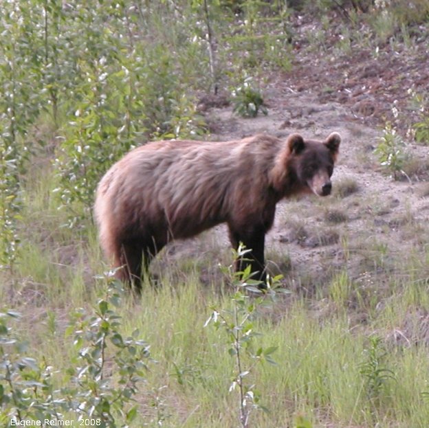 IMG 2008-Jul07 at the AlaskaHwy NW of HainesJunction-YT:  Grizzly bear (Ursus arctos horribilis) walking