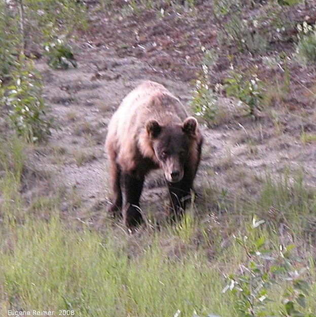 IMG 2008-Jul07 at the AlaskaHwy NW of HainesJunction-YT:  Grizzly bear (Ursus arctos horribilis) standing