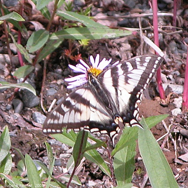 IMG 2008-Jul08 at a dump-road NW of BeaverCreek-YT:  Tiger swallowtail butterfly (Papilio glaucus) male on Siberian aster (Eurybia sibirica)