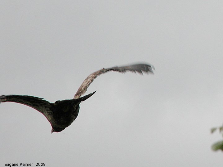 IMG 2008-Jul08 at a dump-road NW of BeaverCreek-YT:  Bald eagle (Haliaeetus leucocephalus) immature in flight