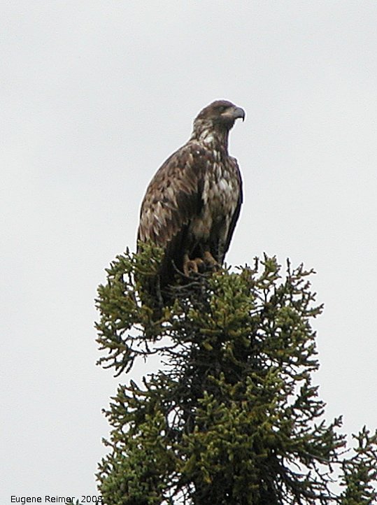 IMG 2008-Jul08 at a dump-road NW of BeaverCreek-YT:  Bald eagle (Haliaeetus leucocephalus) immature