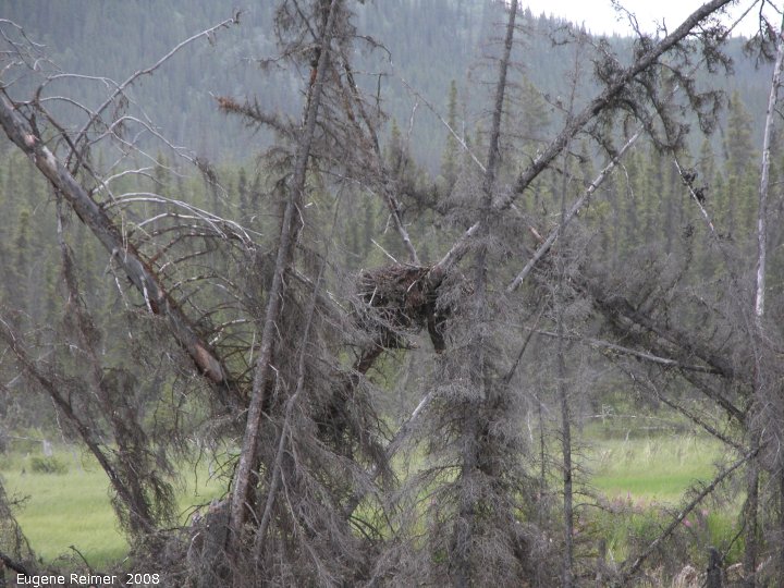 IMG 2008-Jul08 at AlaskaHwy NW of BeaverCreek-YT:  Drunken trees