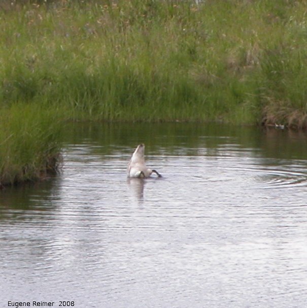 IMG 2008-Jul08 at AlaskaHwy NW of BeaverCreek-YT:  Trumpeter swan (Cygnus buccinator) immature upended
