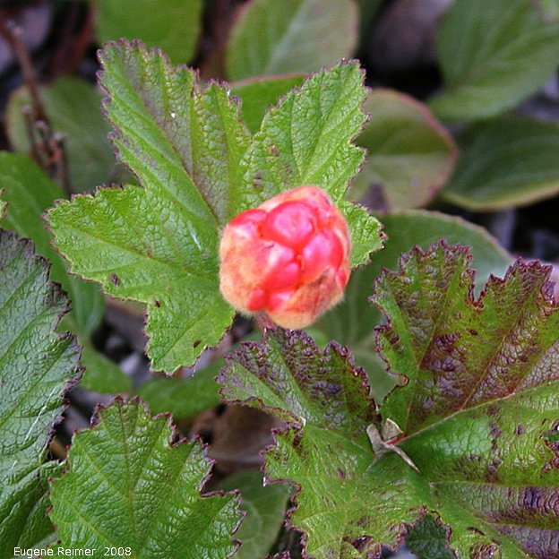 IMG 2008-Jul08 at near SnagJunction-YT:  Stemless arctic raspberry (Rubus arcticus ssp acaulis) fruit