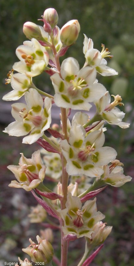 IMG 2008-Jul09 at DukeMeadow SE of BeaverCreek-YT:  Smooth death-camas (Zigadenus elegans) flowers