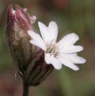 Arctic catchfly=Silene involucrata: flower