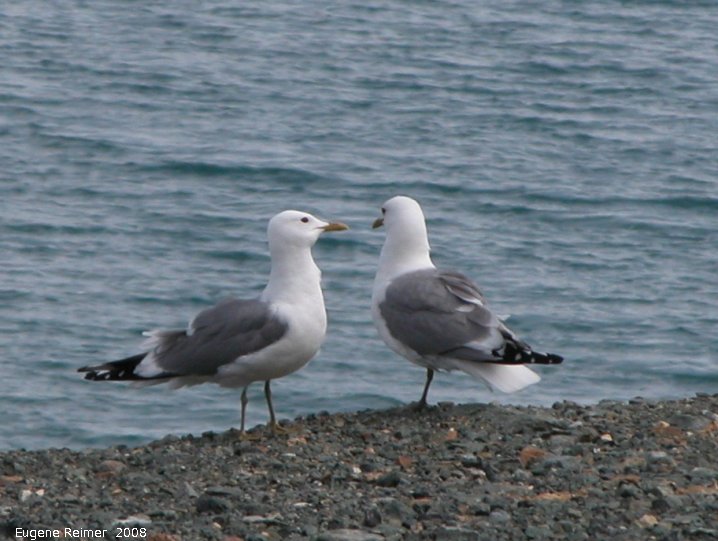IMG 2008-Jul09 at LakeKluane SE of BeaverCreek-YT:  Seagull (Laridae sp) pair beside lake