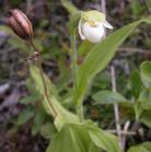 Sparrow-egg ladyslipper=Cypripedium passerinum: plant+pod
