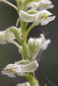 Platanthera obtusata: flowers closer