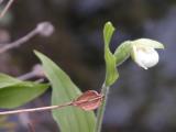 Sparrow-egg ladyslipper=Cypripedium passerinum: flower+partial-pod