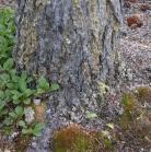 Platanthera obtusata: at base of tree