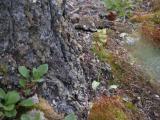 Platanthera obtusata: at base of tree