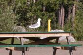 Seagull: on picnic-table