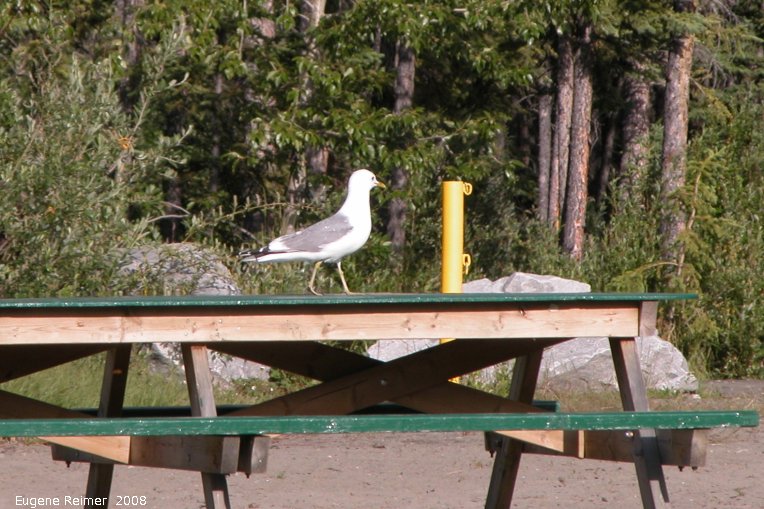 IMG 2008-Jul09 at PineLakeCampground SE of HainesJunction-YT:  Seagull (Laridae sp) on picnic-table