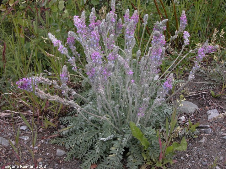 IMG 2008-Jul10 at the MilesCanyonOverlook near Whitehorse-YT:  unidentified Hedysarum (Hedysarum sp) or Milk-vetch (Astragalus sp) plant