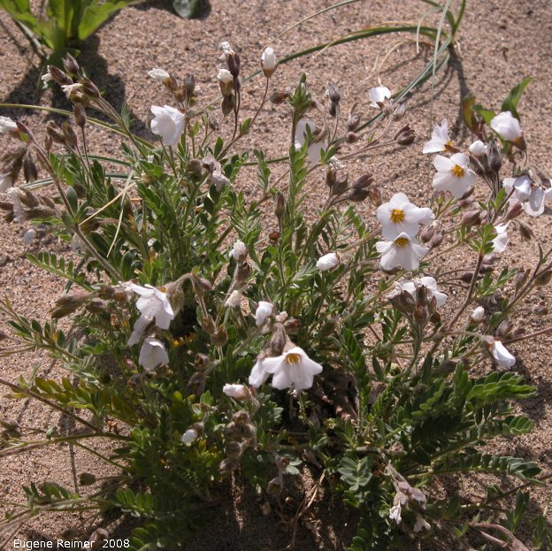 IMG 2008-Jul10 at the Carcross Desert near Carcross-YT:  Showy jacobs-ladder (Polemonium pulcherrimum) white form clump