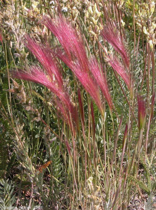 IMG 2008-Jul10 at the Carcross Desert near Carcross-YT:  Foxtail barley (Hordeum jubatum) reddish form