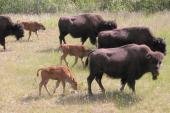 Wood bison: many with calves