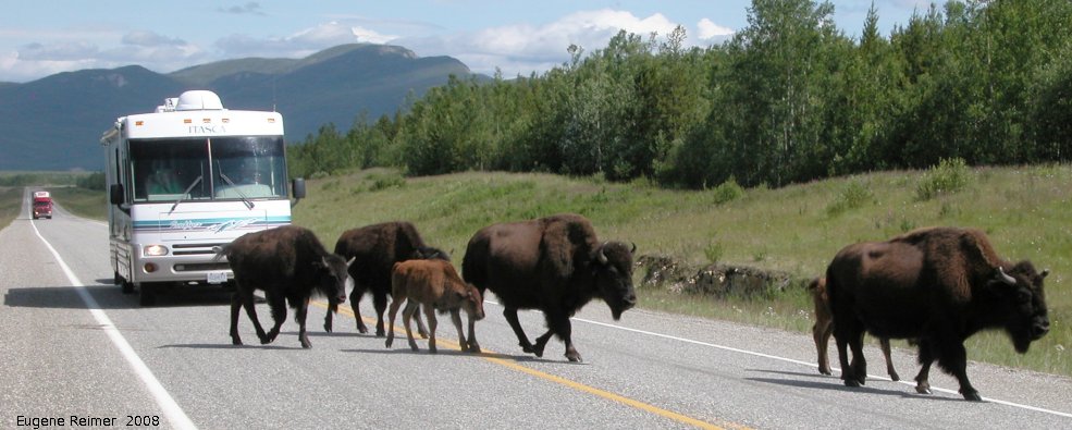 IMG 2008-Jul11 at Alaska-Hwy approx 100km SE of Watson-Lake-YT:  Wood bison (Bison bison athabascae) many crossing road