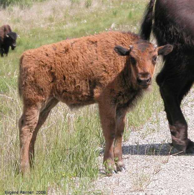 IMG 2008-Jul11 at Alaska-Hwy approx 100km SE of Watson-Lake-YT:  Wood bison (Bison bison athabascae) calf