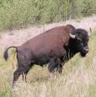 Wood bison: bull defecating