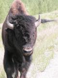 Wood bison: bull closeup