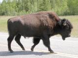 Wood bison: bull in profile